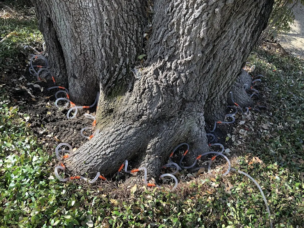 Detailed Tree Cabling and Bracing job site in Eastsound