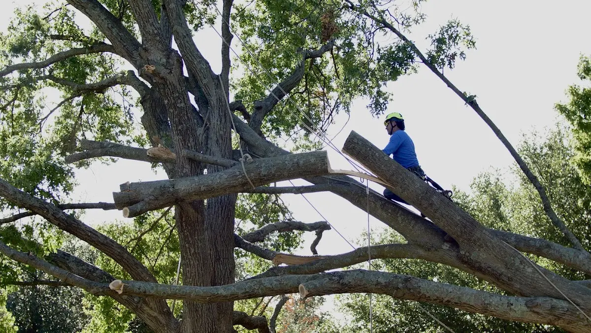 Professional Crown Thinning performed by certified arborists in Eastsound